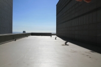 321. Penthouse Roof